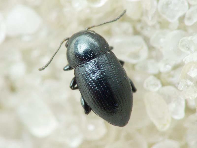 Chaetocnema compressa (Letzner, 1846)